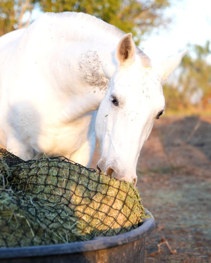 Storm - rescued horse